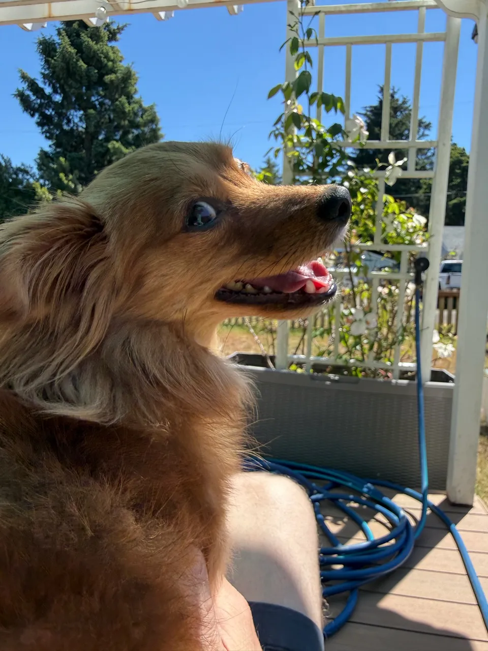 A small brown rescue dog enjoying the sun outdoors
